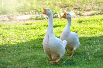 Two white big geese peacefully walking together in green grassy lawn on bright sunny day. Domestic goose, greylag goose or white goose, Anser cygnoides domesticus.