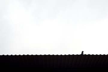 A shadows of a pigeon on the rooftop