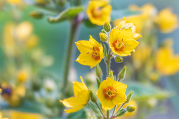 Obraz premium Yellow bells flowers of Lysimachia punctata, dotted loosestrife, large yellow loosestrife or spotted loosestrife in summer close-up.