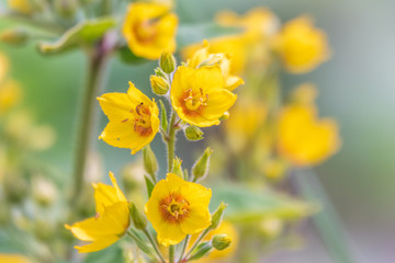 Yellow bells flowers of Lysimachia punctata, dotted loosestrife, large yellow loosestrife or spotted loosestrife in summer close-up.