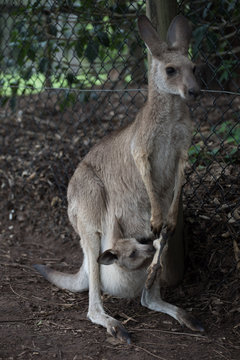 Kangaroo With Joey In Her Pouch