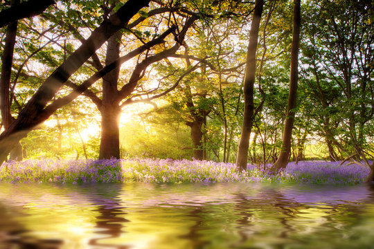 Pond in bluebell forest with sunrise reflection at dawn. Woodland landscape in spring with wild purple flowers and water