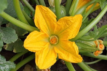 Fleur de courgette, culture