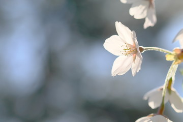 桜