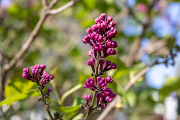 Purple lilac flowers. Close up. Selective focus.