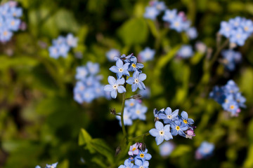 Blooming forget-me-nots Blue forget-me-nots . Selective focus.