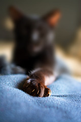 Katzenkrallen