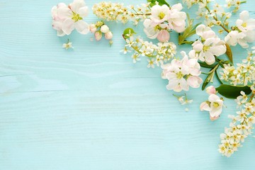 Beautiful blooming white spring flowers flat lay composition on blue background with space for text or beauty products presentation.