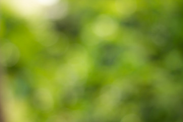 Obraz premium Green bokeh, focus soft blur, nature backgrounds.