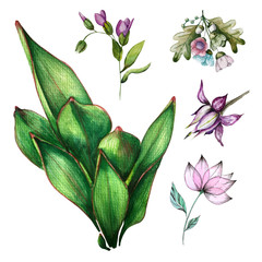 Plant set. Watercolor drawing. Different styles of drawing colors. Tulip leaves, buds and bouquets of flowers. Hand drawing
