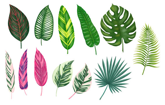 Hand drawn digital illustration of tropical leaves. Isolated tropical leaves clipart. Colorful exotix leaves set. Monstera leaf, palm leaf, exotic leaf.