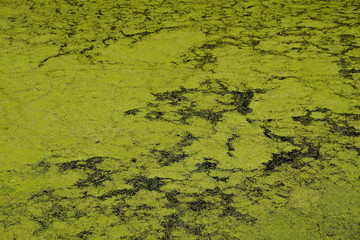 The surface of duckweed in a forest lake on a sunny morning in Ukraine. Abstract pattern on the surface of black water. Copy space.