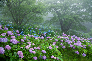 紫陽花の森