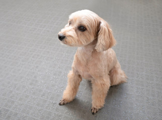 マルプー　かわいい小型犬