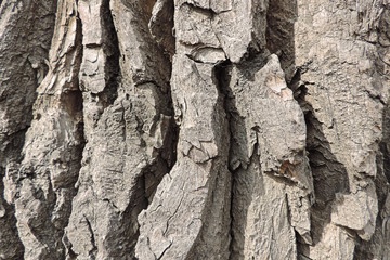 the textured surface of the old tree bark is wrinkled and rough    