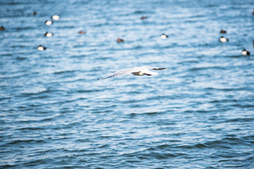 お台場　カモメ