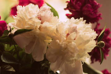 beautiful delicate bouquet of peonies on the window