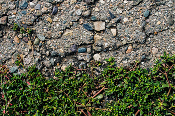 Old worn and cracked asphalt with cracks. Cracked asphalt background. Green grass