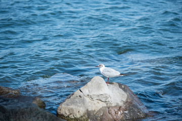 お台場　カモメ