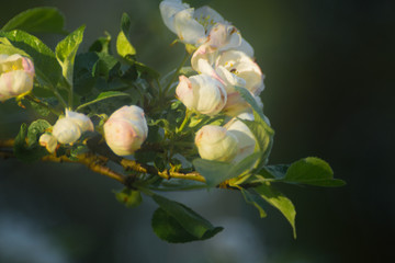 Kwiat jabłoni. Kwitnąca Jabłoń. - obrazy, fototapety, plakaty