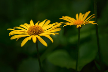 Blossom of Yellow Doronicum orientale Flower