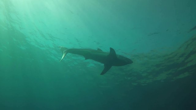 A Great White Shark underwater. Fascinating underwater diving with great white sharks