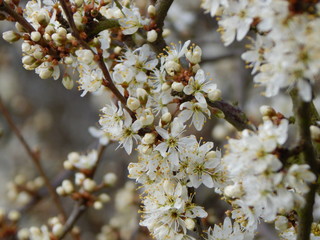 blooming cherry tree