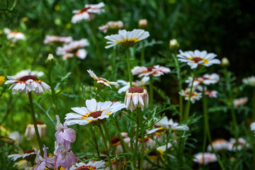 Argyranthemum frutescens, Marimurtra Botanical garden in Blanes, Catalonia.