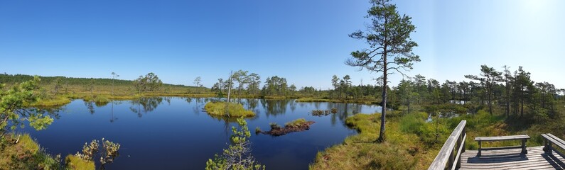 Panoramic image of water and trees in the swamp 