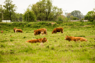 Brown cows in a pasture.