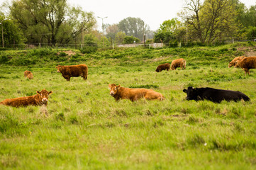 Brown cows in a pasture. © Krzysztof
