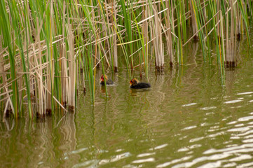 Young coots float on water.