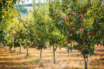 Fototapeta na wymiar Apple trees in an apple farm. Apple harvest. Bio / organic apples