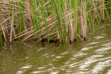 Young coots float on water.
