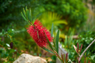 Callistemon, Marimurtra Botanical garden in Blanes, Catalonia.