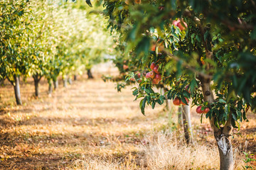 Apple trees in an apple farm. Apple harvest. Bio / organic apples
