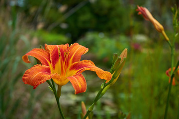 Fototapeta premium Lilium bulbiferum, Marimurtra Botanical garden in Blanes, Catalonia.