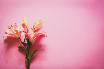 Flor con pétalos rosas en fondo decorativo