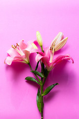 Flor con fondo rosa