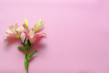 Flor primaveral con fondo rosa claro
