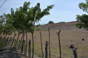 fence along the farm with trees grown