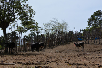 several cows on the farm, walking