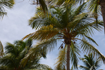 Fototapeta na wymiar palm trees with leaves as a background