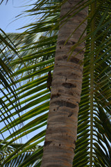 bird on the palm tree trunk, in front of the leaves
