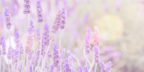 Naklejka premium Summertime. Blooming lavender in a field