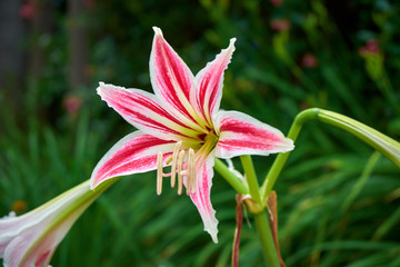 Obraz premium Lilium, Marimurtra Botanical garden in Blanes, Catalonia.