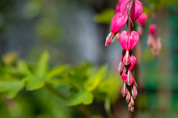 The sprig of blossoms of Lamprocapnos spectabilis, Dicentra spectabilis on green background in the garden: wedding concept
