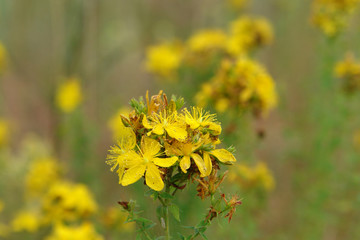 Bright yellow flowers of Hypericum perforatum (perforate St John's-wort), close up, copy space for text