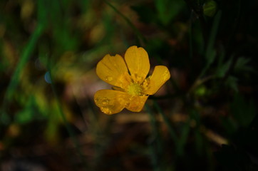 Close up of a yellow Meadow Buttercup flower. Also known as a Common, Giant, and Tall Buttercup