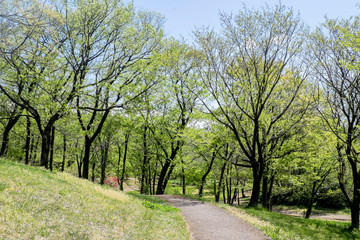 Obraz premium 丘の上で見上げる大きな桜の新緑の葉が眩しい